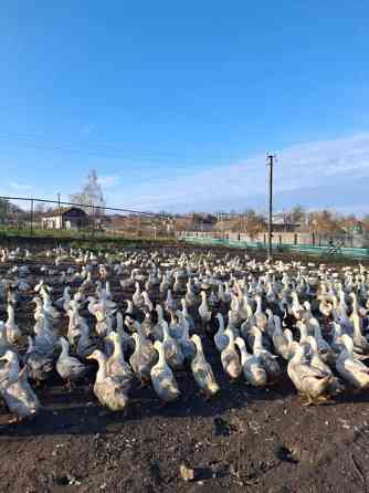 Продам тушки домашніх утей Кролевець