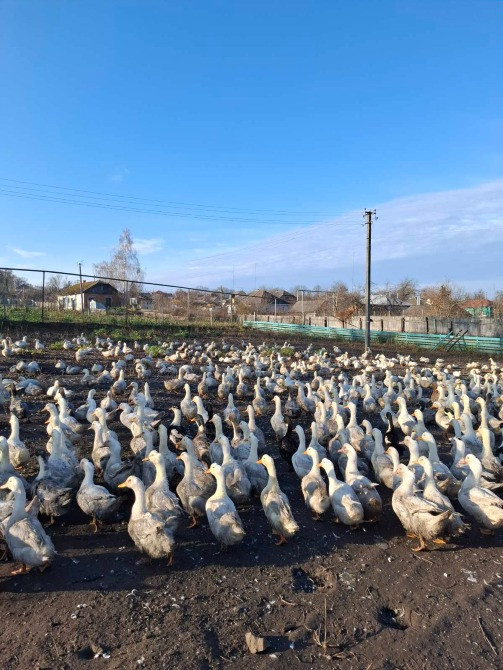 Продам тушки домашніх утей Кролевец - изображение 2