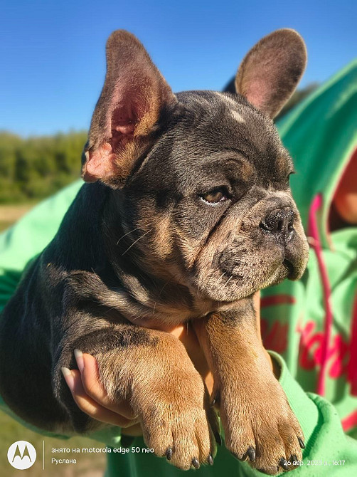 Маленьке диво французького бульдога шукає свою сім’ю 🐾 Луцк - изображение 2