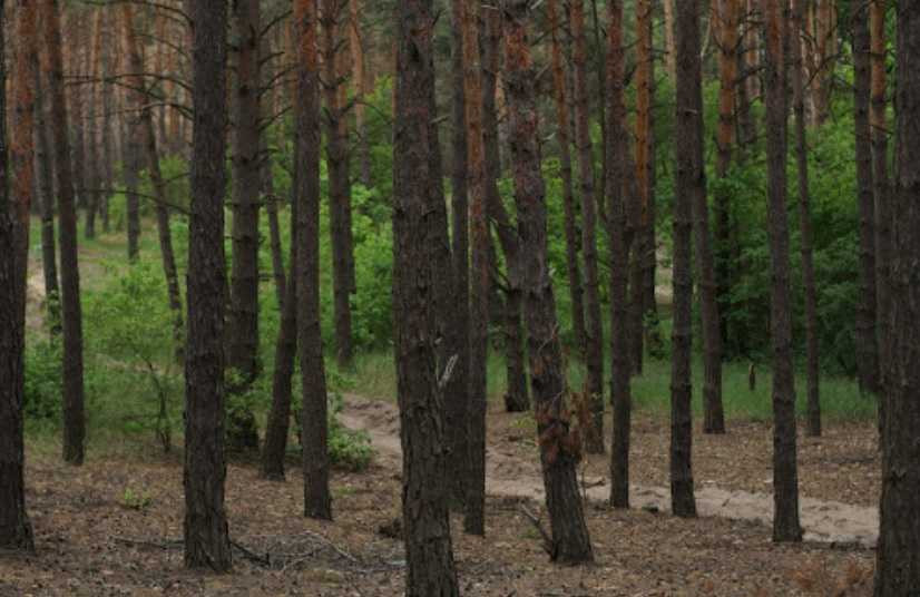 продажа земля коммерческого назначения Обуховский, Старые Безрадичи, 1841400 грн.  - изображение 2