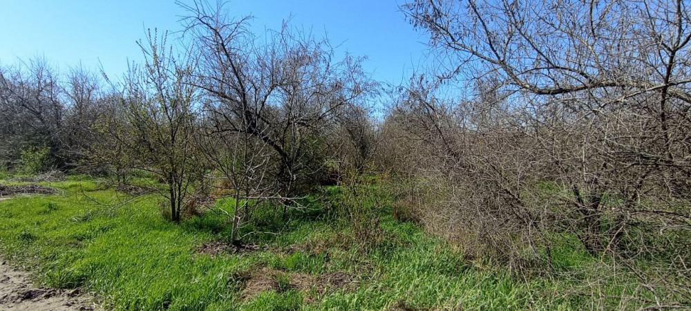 4га Александровка Лиманский район Одеса - зображення 2