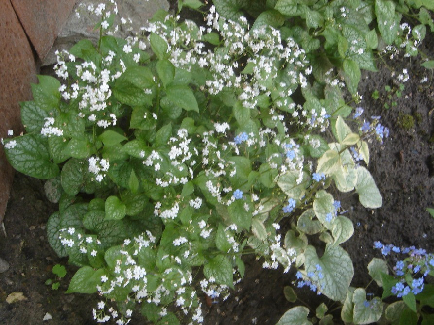 продам брунеру Київ - зображення 2