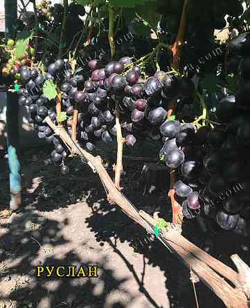 Саджанці Винограду (РОЗПРОДАЖ) Харків