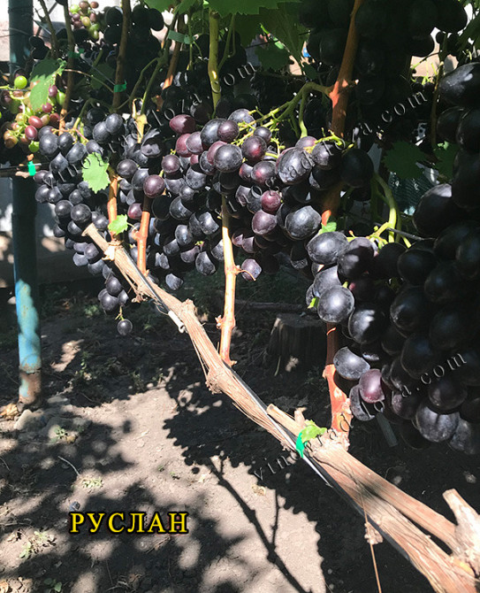 Саджанці Винограду (РОЗПРОДАЖ) Харків - зображення 7