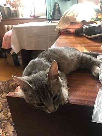А у вас есть весёлый котёнок? Возьмите даром! Одесса