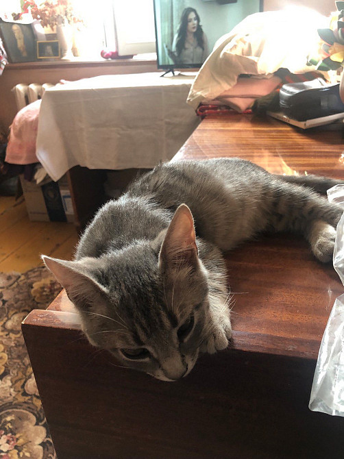 А у вас есть весёлый котёнок? Возьмите даром! Одесса - изображение 4