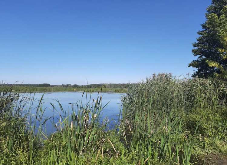 продажа земля сельскохозяйственного назначения Бориспольский, Вороньков, 168330 грн.  - зображення 4