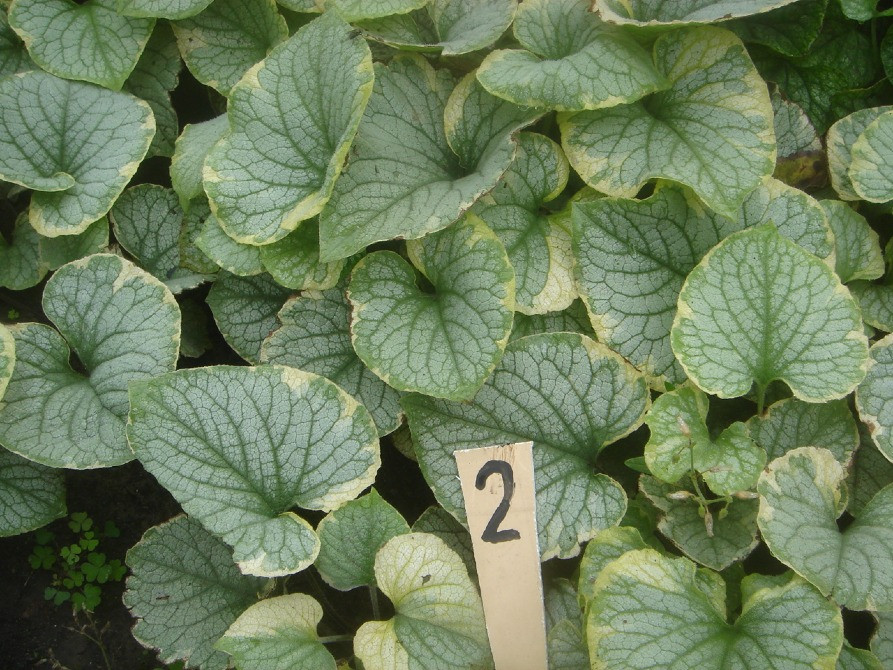 продам брунеру Київ - зображення 3