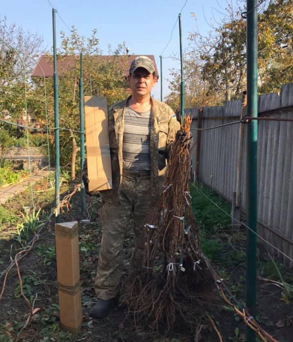 Виноград для соку та вина (саджанці технічних сортів) Харків - зображення 4