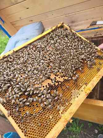 Бджолопакети Чернівці