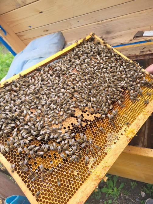 Бджолопакети Чернівці - зображення 2