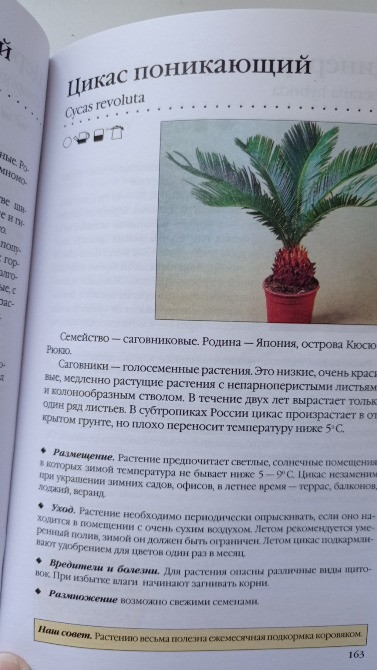 Книга комнатные растения. Новое руководство по уходу. Воронцов В. В. Київ - зображення 6