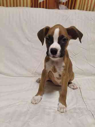 Цуценята боксера 20.10.2025 Киев