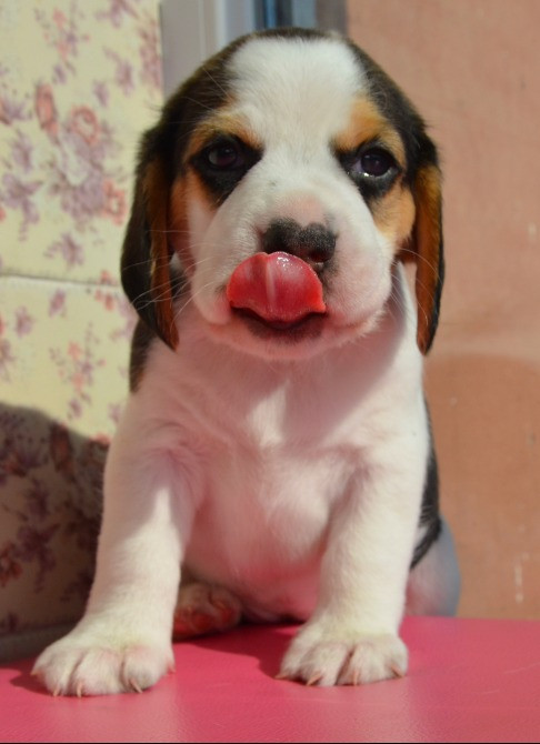 Біглі від батьків чемпіонів. Документи київського клубу, чіповані. Київ - зображення 3