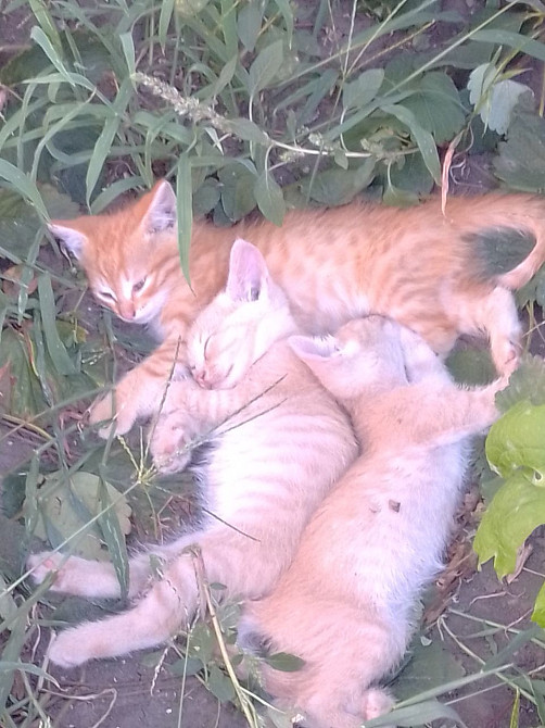 Дуже милі і гарні кошенята шукають господарів Синельниково - изображение 1