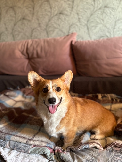 Вельшкоргіпемброк Бровари - зображення 2