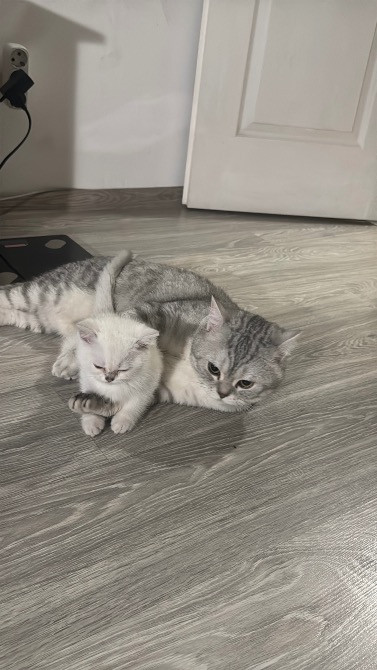 Чистокровная шотландская кошечка Одеса - зображення 5