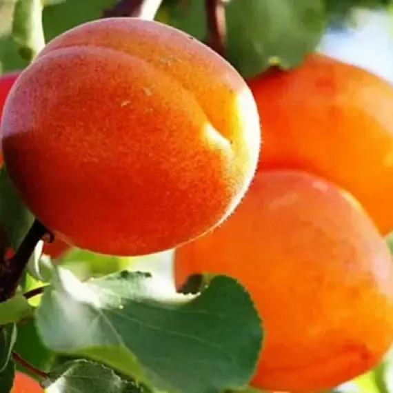 Продам саджанці персиків Сквира - изображение 6