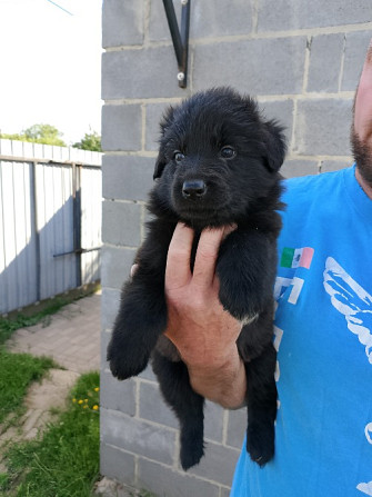 Продам цуценят німецької вівчарки Полтава - изображение 6