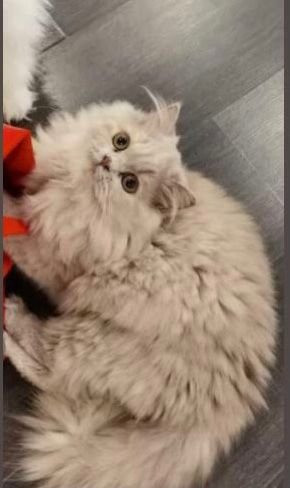 Перська довгошерста спеціальна Київ - зображення 1