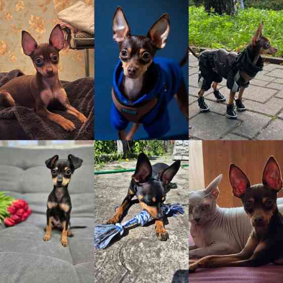 Той те'рєр щеннята Львів