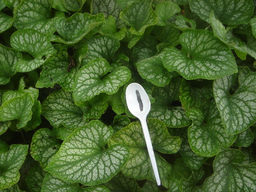 продам брунеру Київ - зображення 1