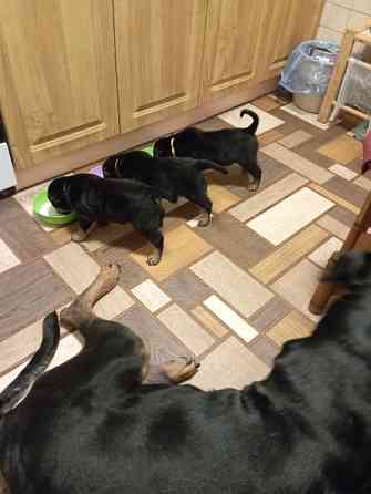 цуценята ротвейлера Київ