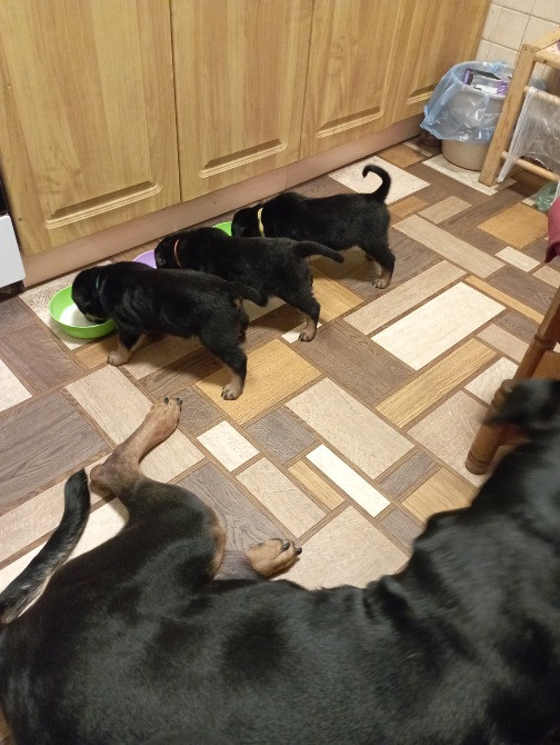 цуценята ротвейлера Київ - зображення 5