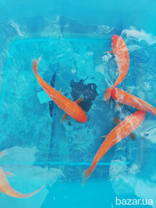 рибки для ставка,короп коі Україна,корм для коі,німфеї,водні рослини,японський короп коі ціна,ставок Київ - зображення 10