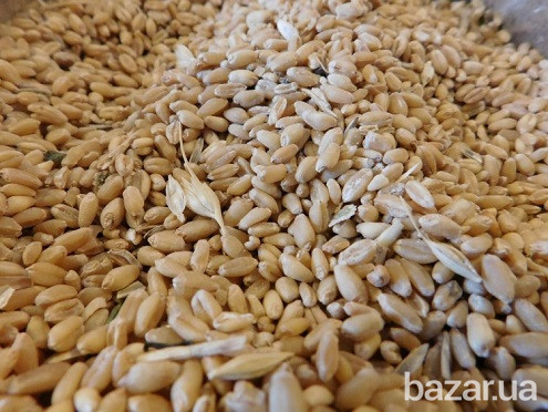 Постоянно закупаю зерноотходы зерновые, масличные, бобовые! Київ - зображення 1