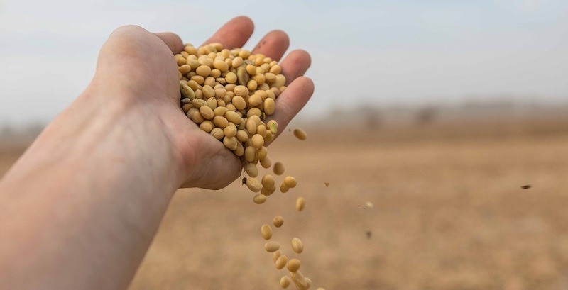 Куплю половинки сої, сою Киев - изображение 1