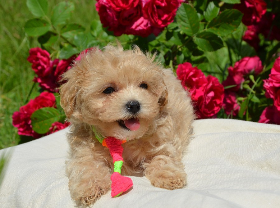 #МальтіпуF1#MaltipooF1#цуценята2міс#puppies 2 months Ukraine, Kyiv. Worldwide delivery Київ - зображення 2