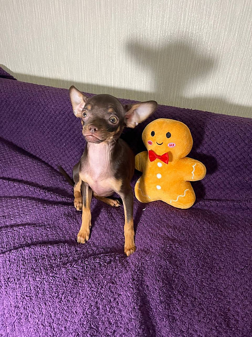 Чудові песики той-тер'єр 😍 Житомир - изображение 3