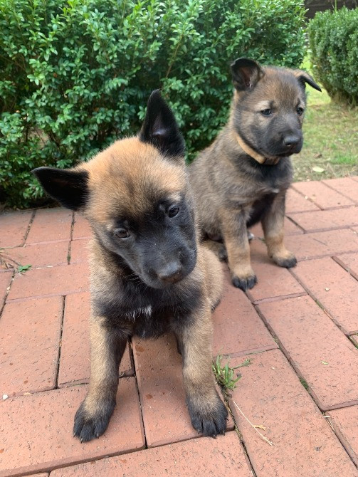 Цуценята бельгійської вівчарки (малінуа) Киев - изображение 4