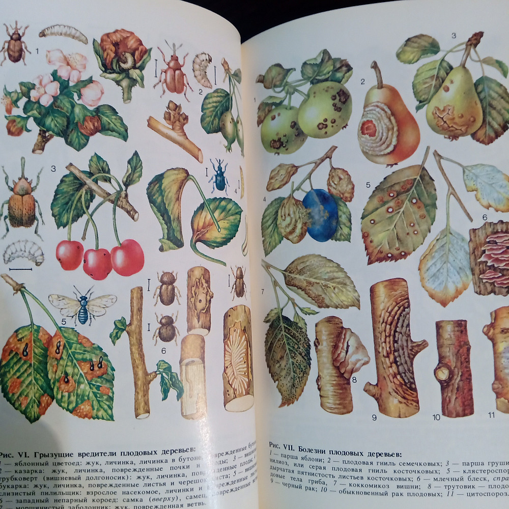 Сад без химии. Защита растений от вредителей. Львов - изображение 3