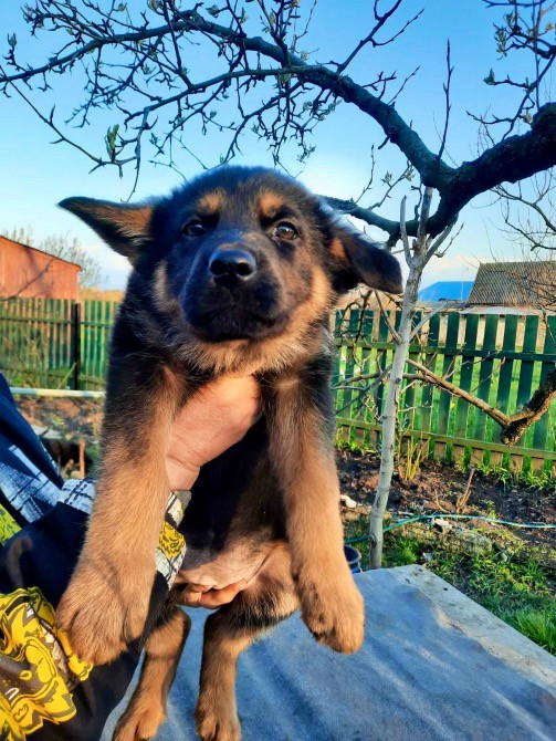 Цуценята німецької вівчарки Дніпро - зображення 5