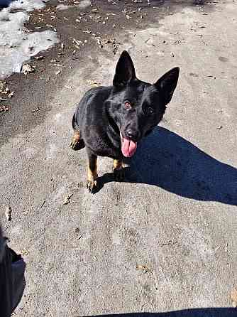 Продам дорослу німецьку вівчарку Киев