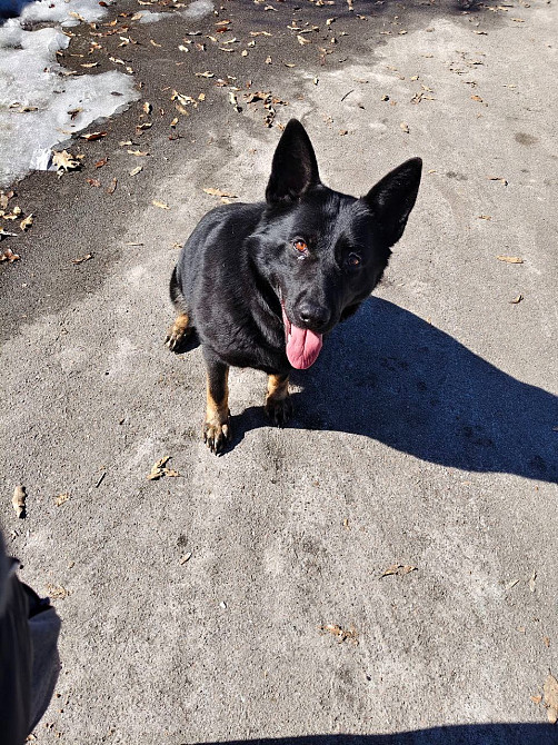 Продам дорослу німецьку вівчарку Киев - изображение 3