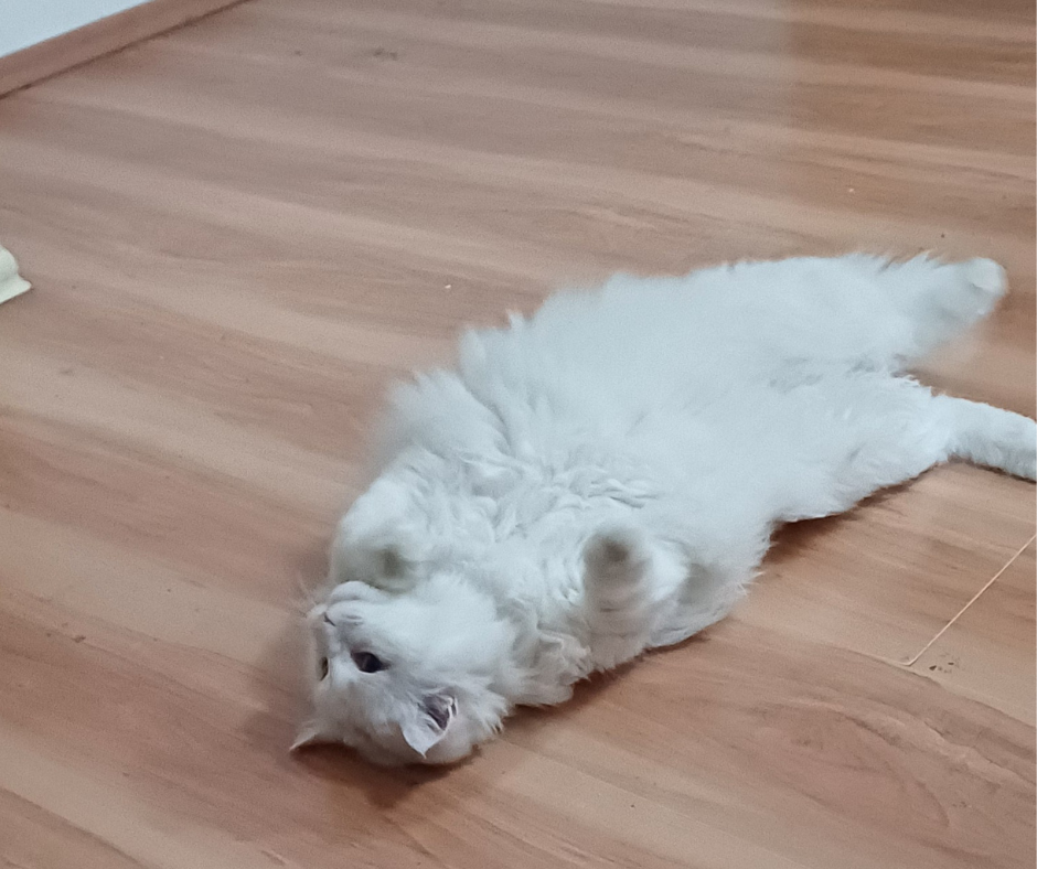 Готель ПЕС для собак та котів в Києві Киев - изображение 8