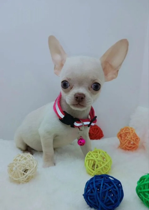 Чихуахуа мини щенки Київ - зображення 1