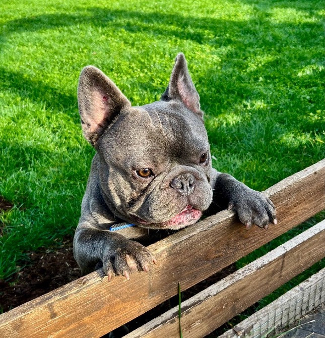 Французький бульдог хлопчик Полтава - зображення 5