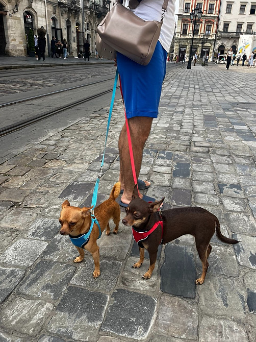 Чудові песики той-тер'єр 😍 Житомир - изображение 6