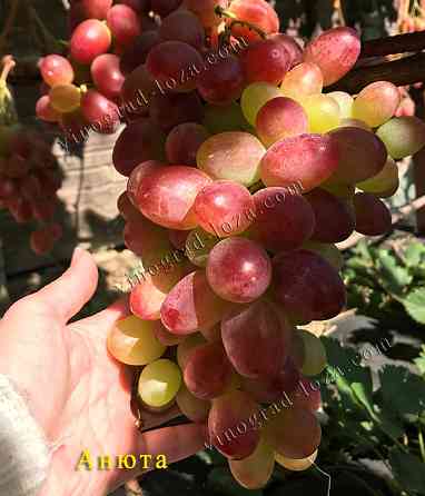 Саджанці винограду (Харків) Харків