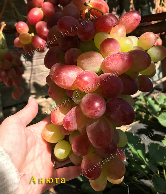 Саджанці винограду (Харків) Харків - зображення 5