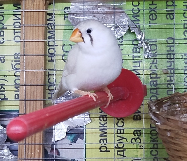 Зебровая амадина Київ - зображення 4