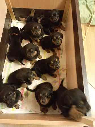 цуценята ротвейлера Київ