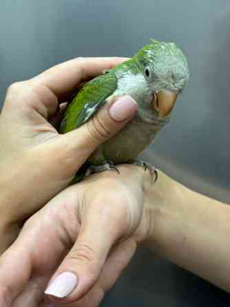 Калита-монах. Выкормыш Київ