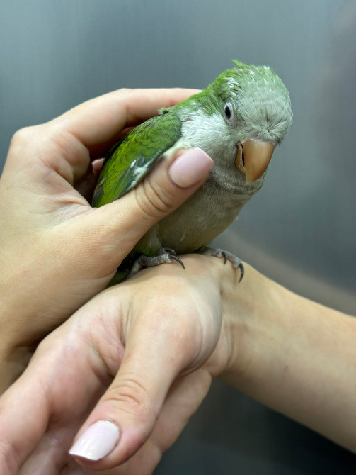 Калита-монах. Выкормыш Київ - зображення 4