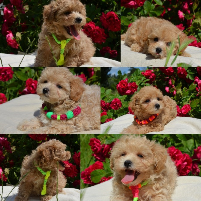 #МальтіпуF1#MaltipooF1#цуценята2міс#puppies 2 months Київ - зображення 8