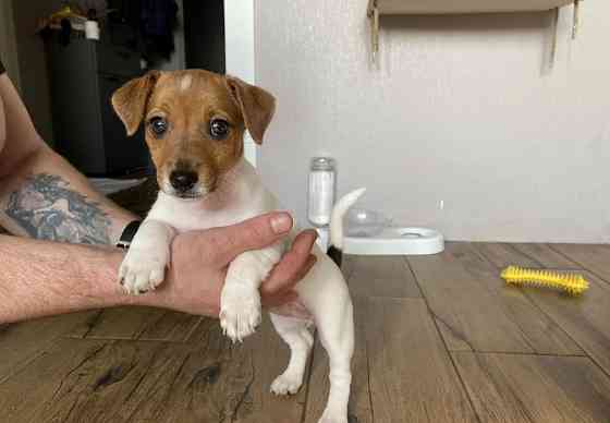 Джек Рассел тер'єр щеня Винница